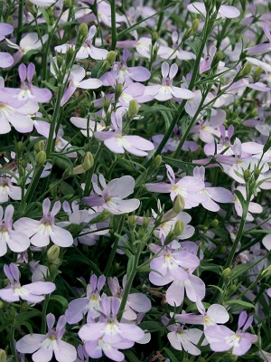 LOBELIA White Blush